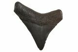 Juvenile Megalodon Tooth - South Carolina #340576-1